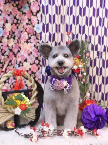 20250125シルヴァくん